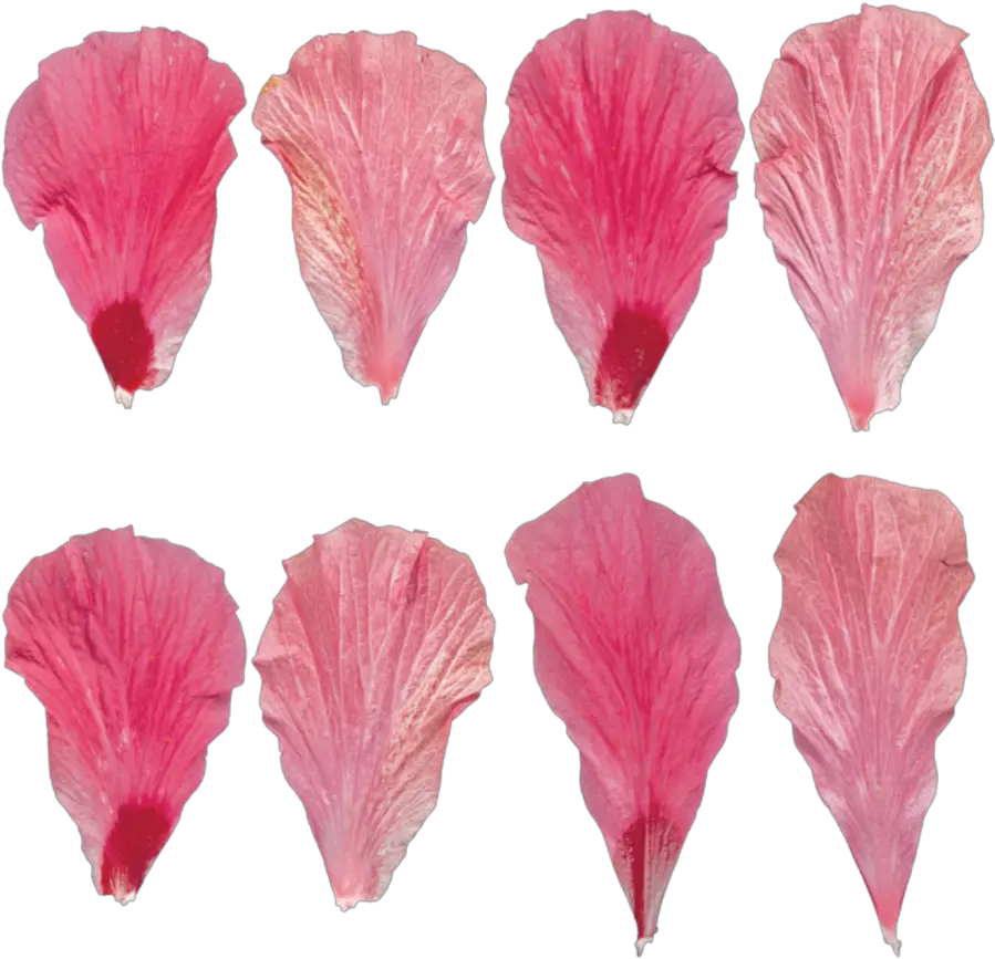 Transparent Flower Petal Textures