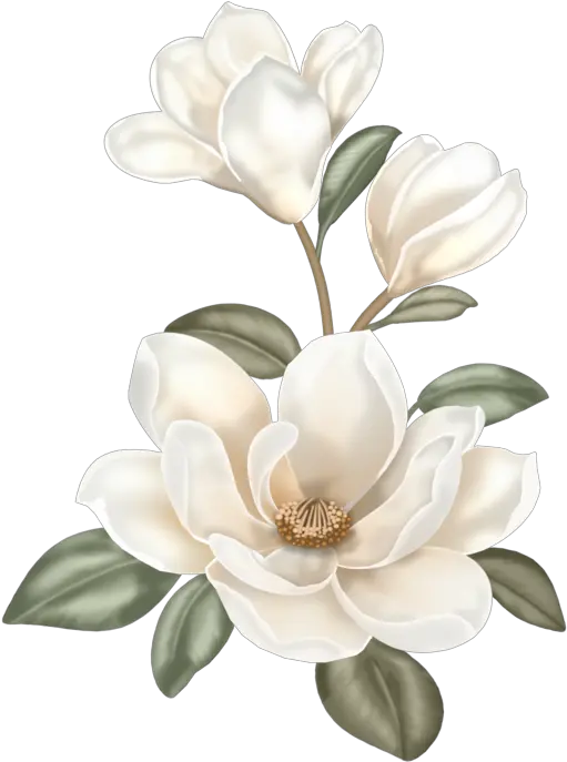 Magnolia Flower Png Transparent