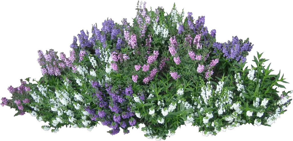 Transparent Flower Bush Png