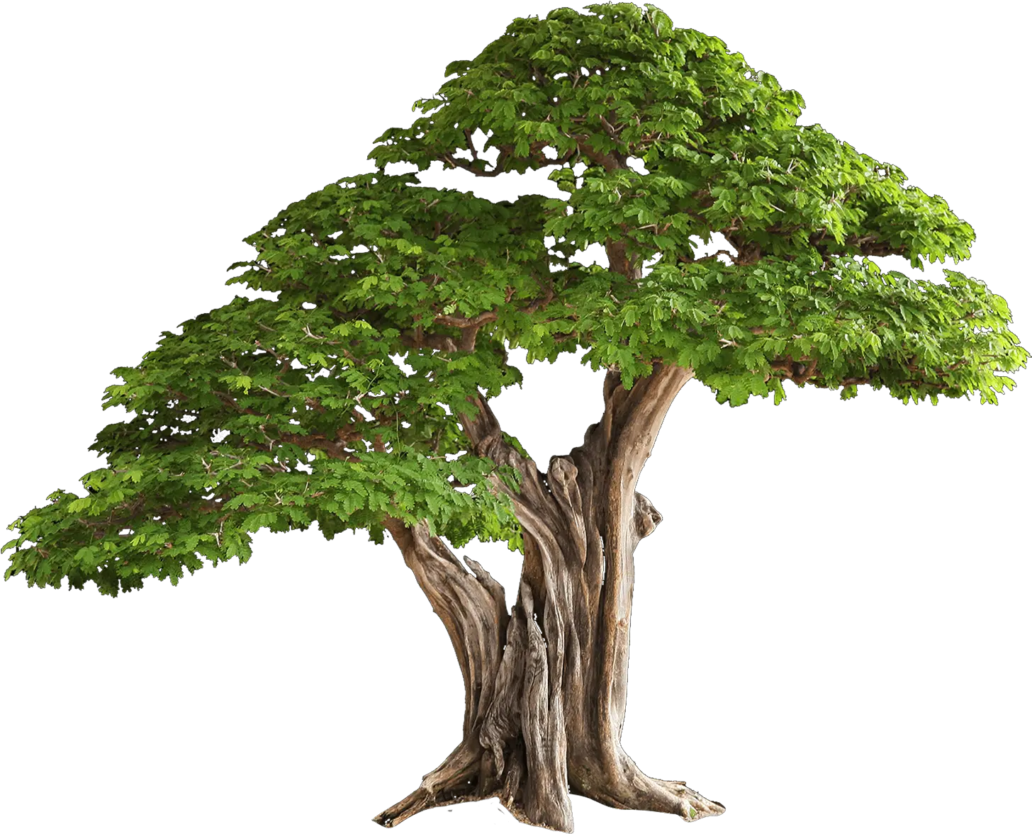 Strong Tree Image Library Stock Brazilian Rain Tree Bonsai