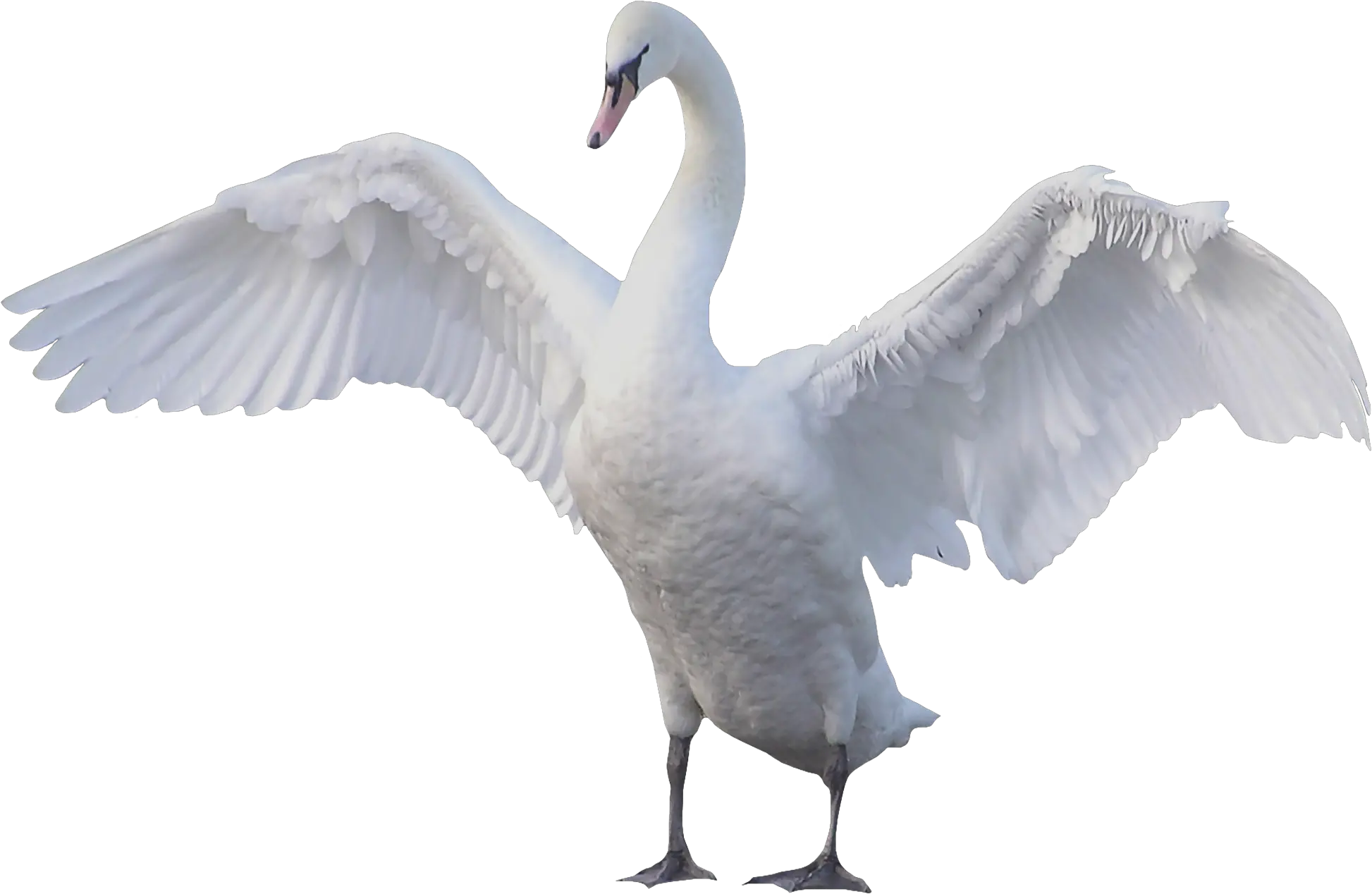 Swan Transparent Png