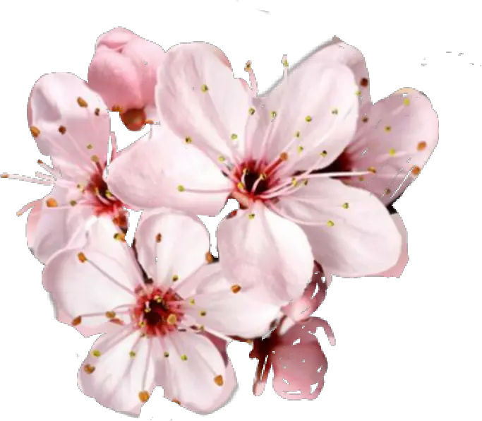 Free Cherry Blossom Flower Png Beautiful Happy Birthday Mom