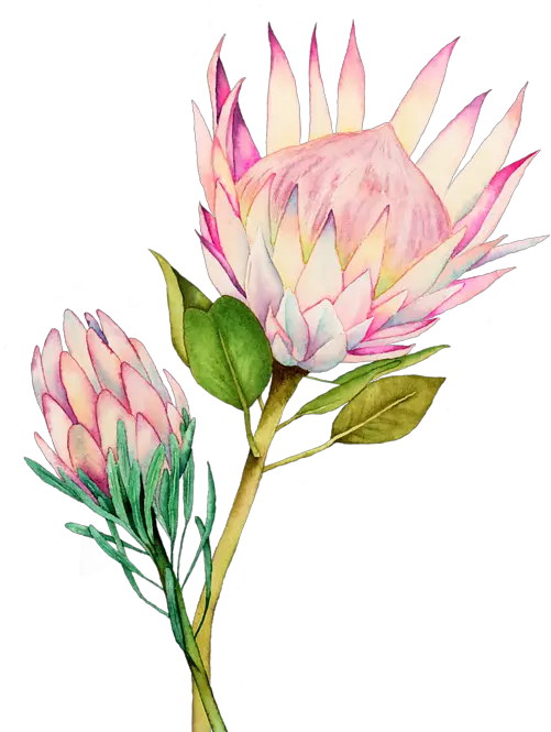 Pink King Protea Flower Watercolour