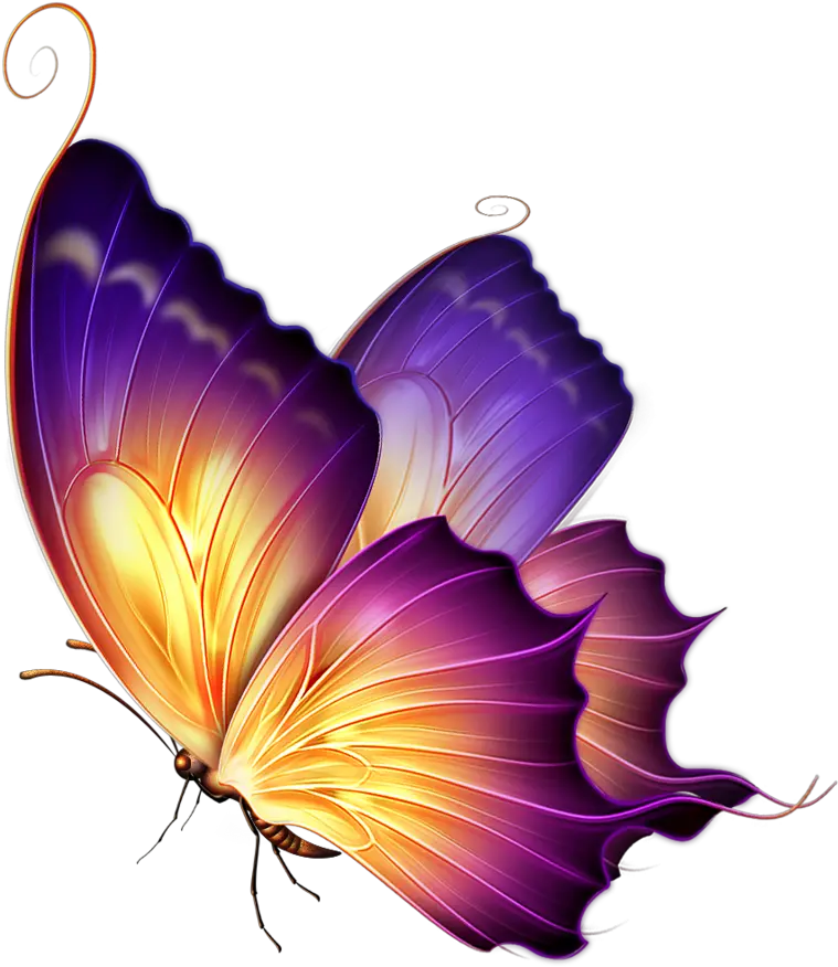 Best Butterfly Png Download Butterfly Png For Editing