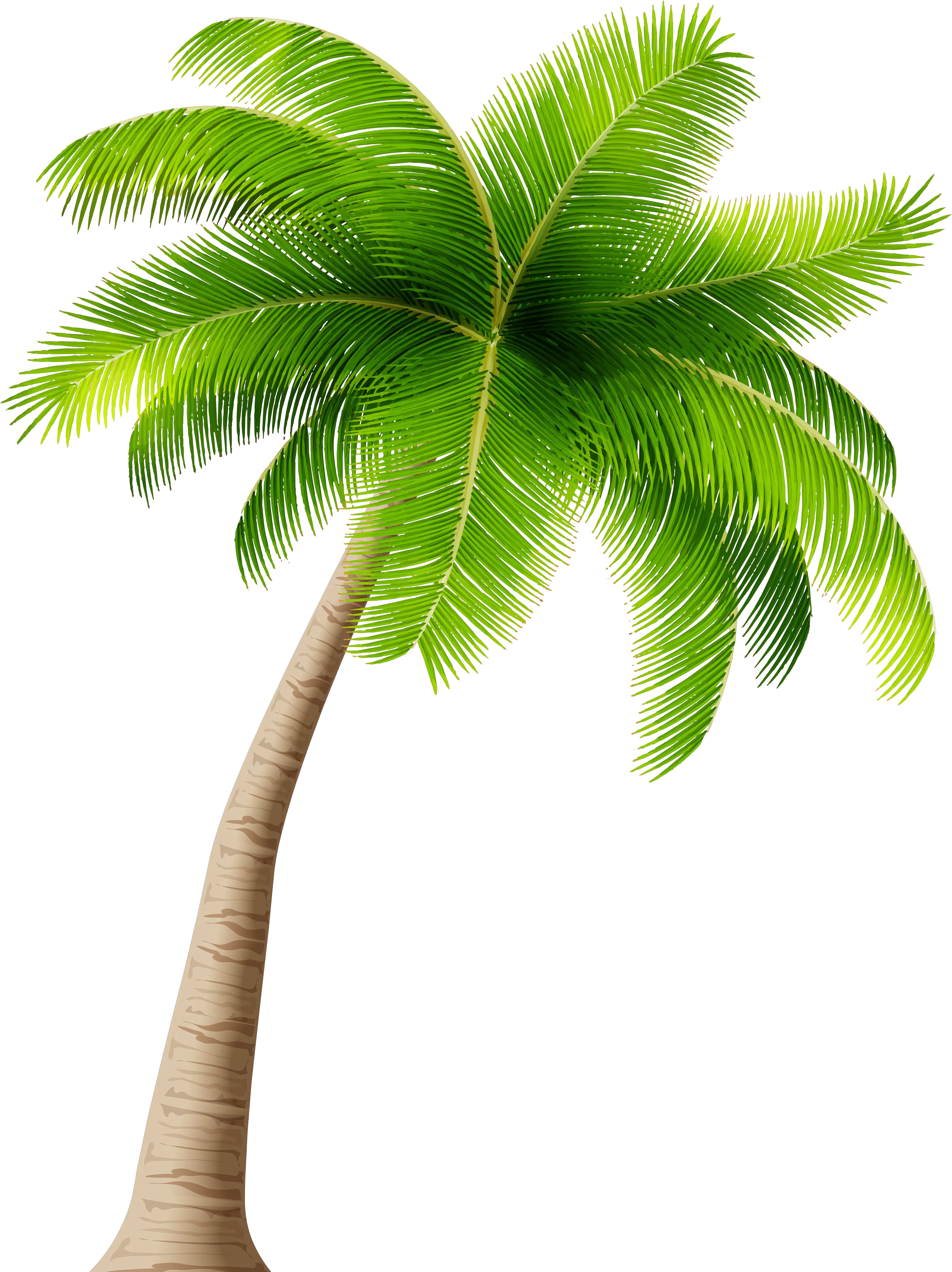 Palm Tree Png Clipart Image Transparent Background Coconut Tree Clipart