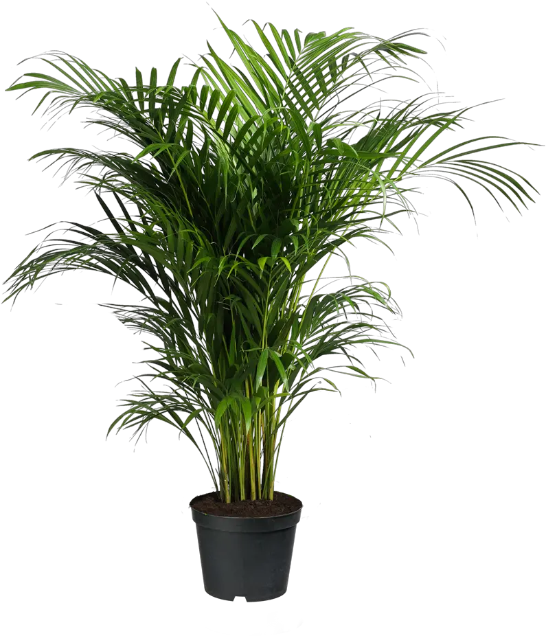 Howea Forsteriana Ravenea Areca Palm Houseplant Indoor Palm Tree Png