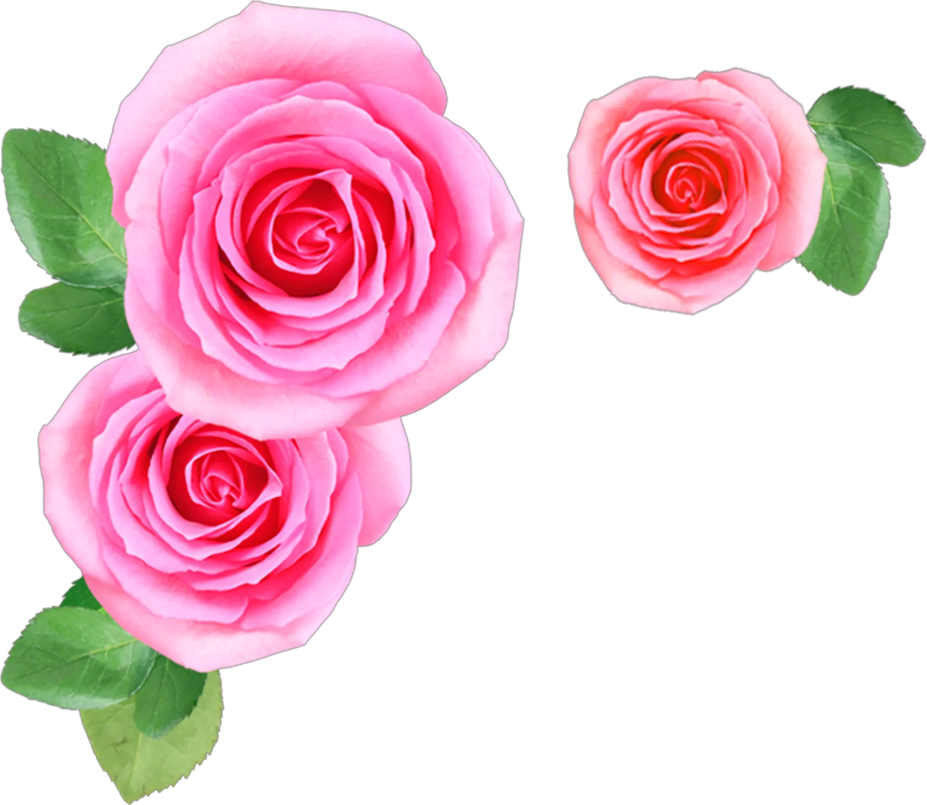 Pink Rose Flowers Png Image Free Download Searchpng Pink Flower Png