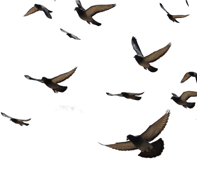 Transparent Background Pigeon Flying Png