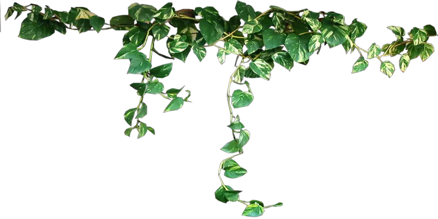 Vine Plant Png Plants Transparent