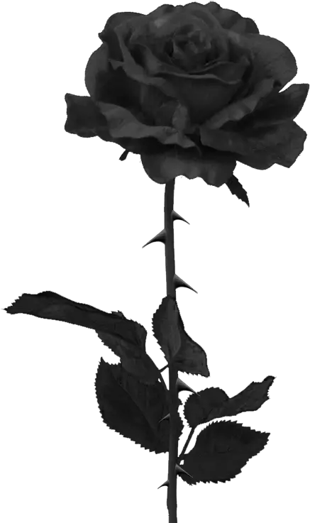 Black Rose Png