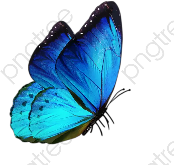 Blue Butterfly Clipart Png Butterfly Png For Editing